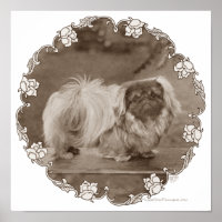 Sepia Pekingese Portret