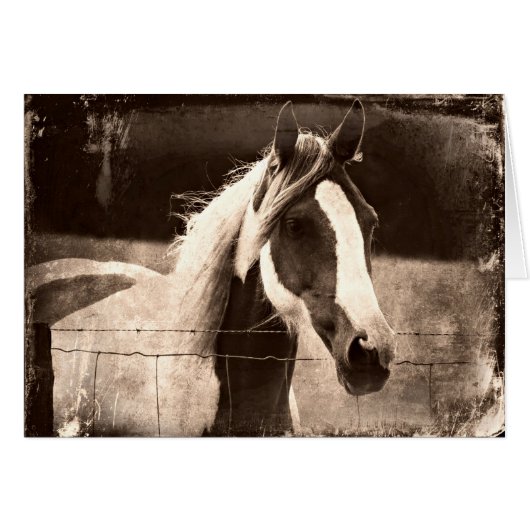 Sepia Pinto (Devant horizontal)