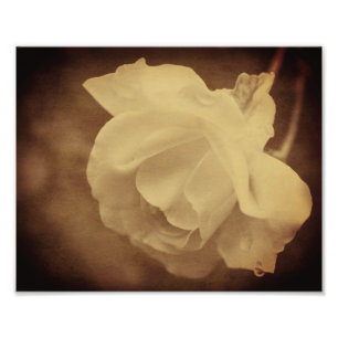 Sepia Roos met regendruppels 8x10 Foto Afdruk