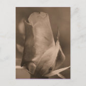 Sepia Rosebud Carte postale (Devant)