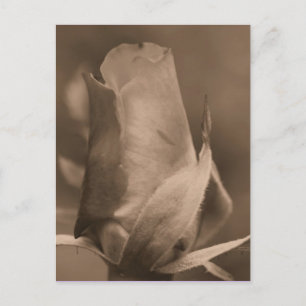 Sepia Rosebud Flower Photo Briefkaart