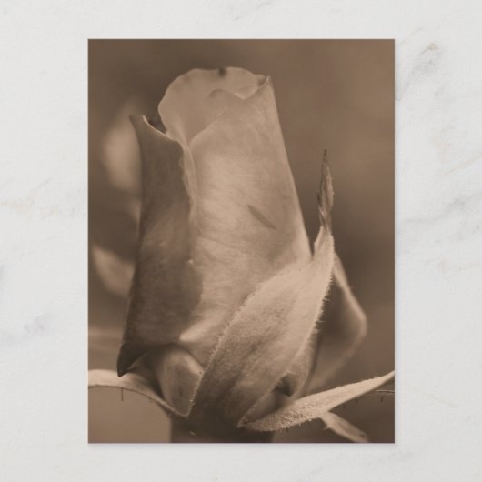 Sepia Rosebud Flower Photo Briefkaart (Voorkant)