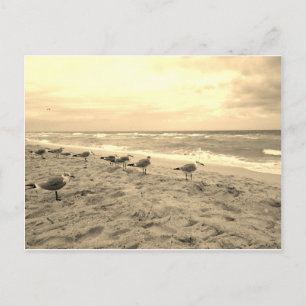 Sepia Seagull Briefkaart
