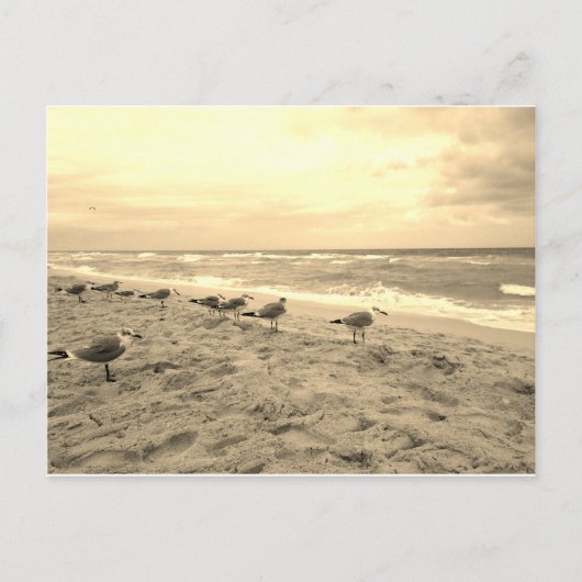 Sepia Seagull Briefkaart (Voorkant)