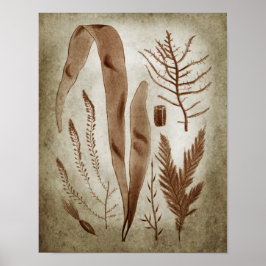 Sepia Seaweed Botanical Print no.2 Lake House Art