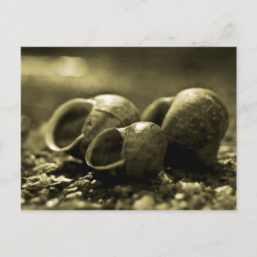 Sepia Shells Briefkaart (Voorkant)