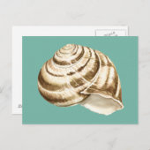 Sepia Striped Shell op Blauwgroen Briefkaart (Voorkant / Achterkant)