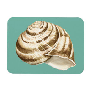 Sepia Striped Shell op Blauwgroen Magneet
