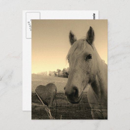Sepia tone Brown Horse & Heart Briefkaart (Voorkant / Achterkant)