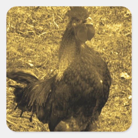 Sepia Tone Crowing Rooster Vierkante Sticker (Voorkant)
