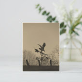 Sepia Tone Eagle Weather vane Briefkaart (Staand voorkant)