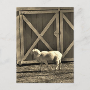 Sepia Tone Goat and Barn Doors Briefkaart
