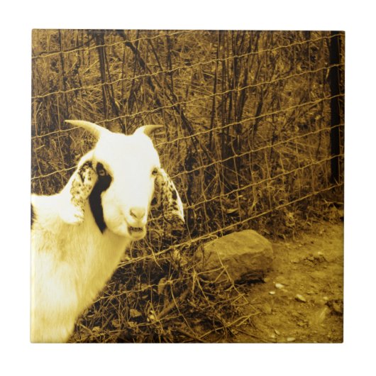 Sepia tone Goat Tegeltje (Voorkant)
