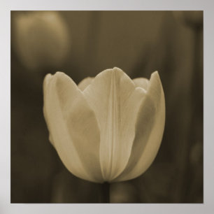 Sepia Tone Single Tulip Flower Imaginative Imaging Poster