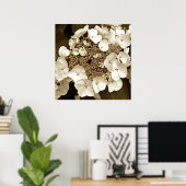 Sepia Tone White Lacecap Hydrangea Blossom Poster (Bureau à domicile)