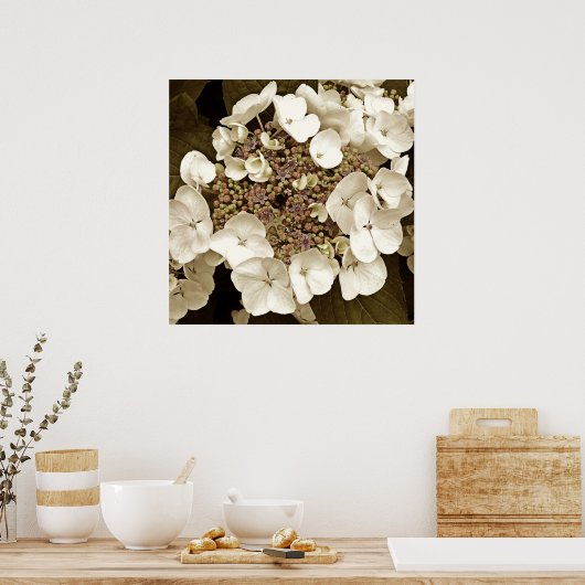 Sepia Tone White Lacecap Hydrangea Blossom Poster (Cuisine)