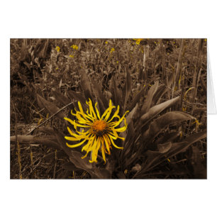 Sepia tone Yellow wildbloemen