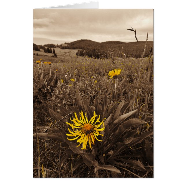 Sepia tone Yellow wildbloemen (Voorkant)
