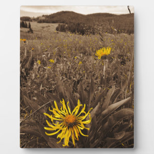 Sepia tone Yellow wildbloemen Fotoplaat