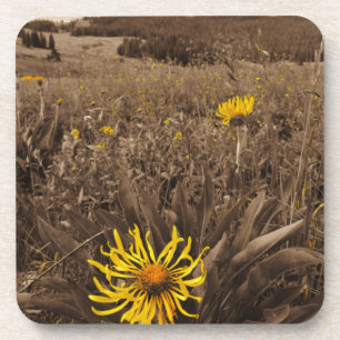 Sepia tone Yellow wildbloemen Onderzetter