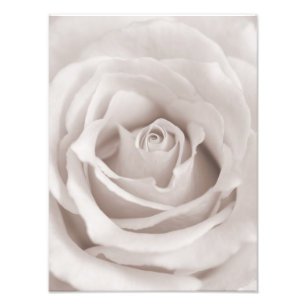Sepia White & Cream Roos Achtergrond Aangepast Foto Afdruk