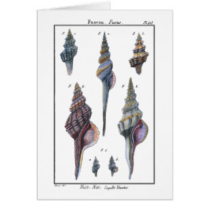 Sept Coquillages Colorés