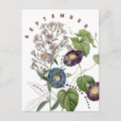 September Maand Bloemen Aster & Dagwinde | Briefkaart (Voorkant)