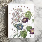September Maand Bloemen Aster & Morgen Winde | Briefkaart