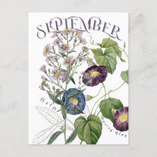 September maand Bloemen Aster Morning Glory Fancy Briefkaart