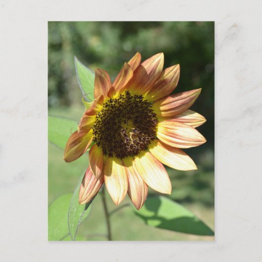 September Sunflower Post Card Briefkaart (Voorkant)