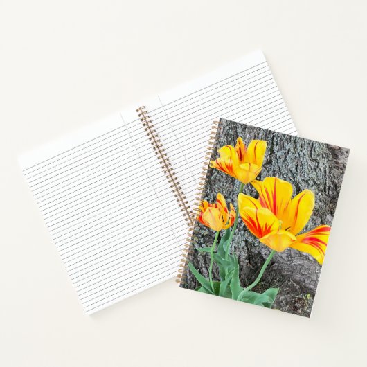 Séquence de trois tulipes jaunes / Journal (Intérieur)
