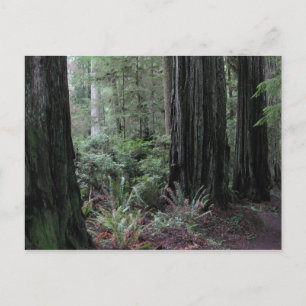sequobossen briefkaart