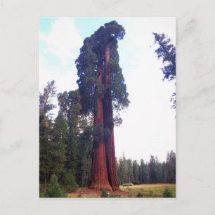 Sequoia Briefkaart