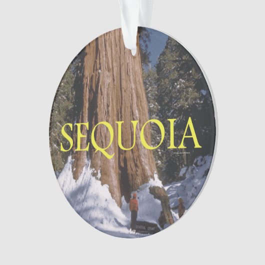 Séquoia d'ABH (devant)