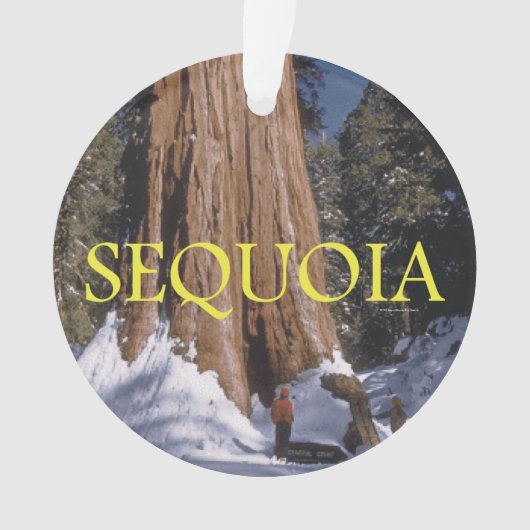 Séquoia d'ABH (devant)