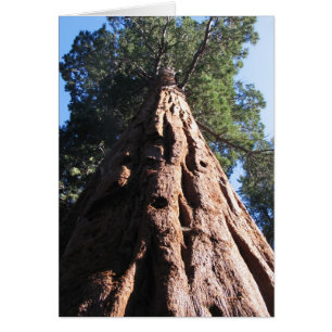 Séquoia géante, Parc national de Sequoia