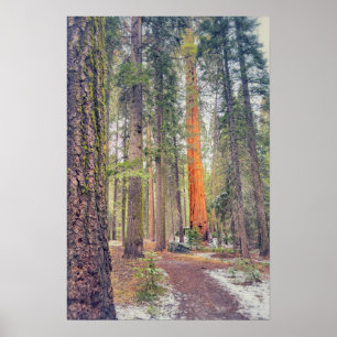 Sequoia in het bos poster