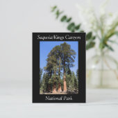 Sequoia Kings Canyon National Park Briefkaart (Staand voorkant)