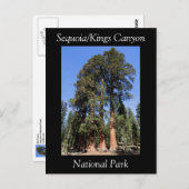 Sequoia Kings Canyon National Park Briefkaart (Voorkant / Achterkant)