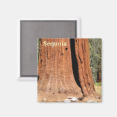 Sequoia Magnet ! (Recto/Verso)