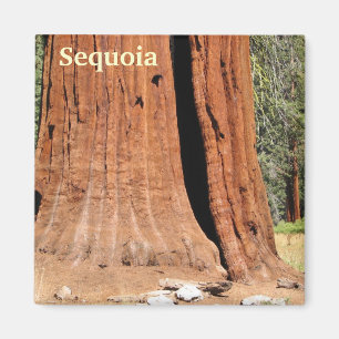 Sequoia Magnet. Magneet