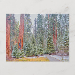 Sequoia National Park in de winter Briefkaart