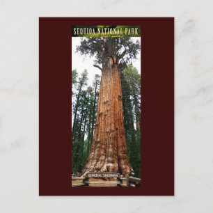 SEQUOIA NAT'L PARK-California-General Sherman Briefkaart