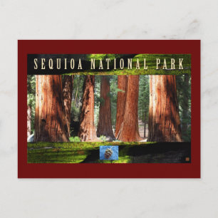 SEQUOIA NAT'L PARK-California-The Giants Briefkaart