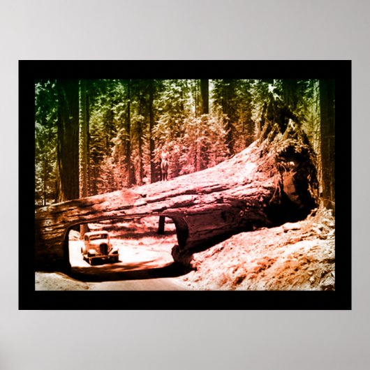 Sequoia Park Drive Poster (Voorkant)
