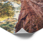 Sequoia | Poster (Coin)