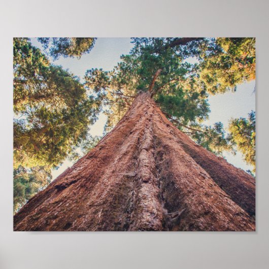 Sequoia | Poster (Devant)