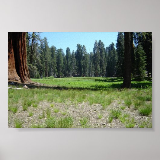 Sequoia Poster (Voorkant)