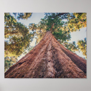 Sequoia Shrine Poster