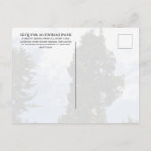 Sequoia Tree tegen Blue Sky, Sequoia NP Briefkaart (Achterkant)